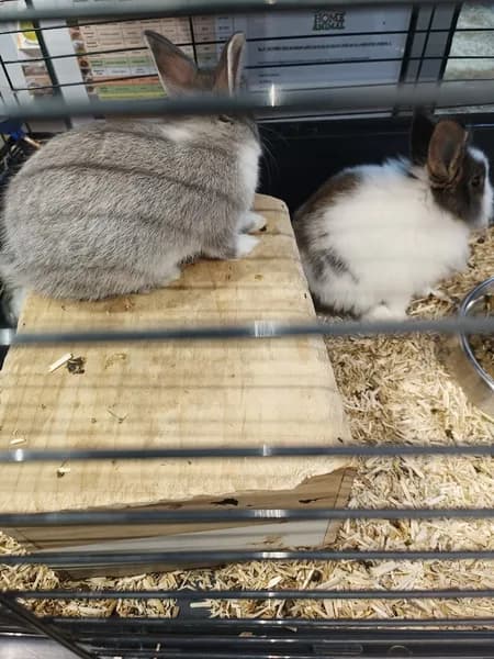 Animal World - photo 3