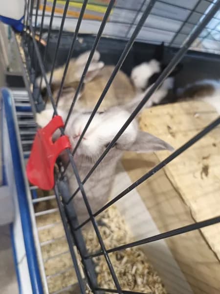 Animalerie Guadeloupe - photo 2