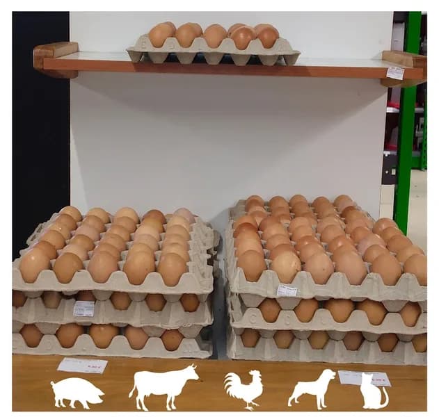 Caraïbe Nutrition Animale Jarry - photo 3