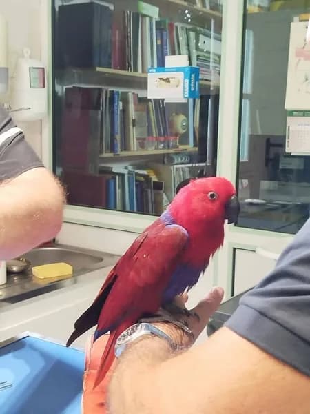 Clinique Vétérinaire des Orchidées