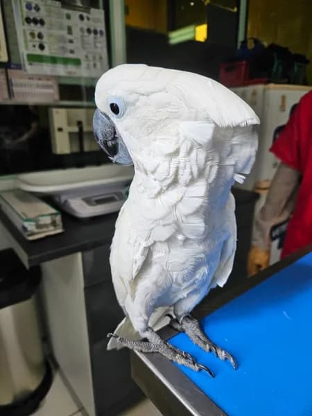 Clinique Vétérinaire des Orchidées - photo 4