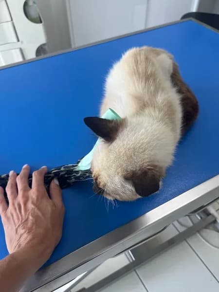 Clinique Vétérinaire HRM