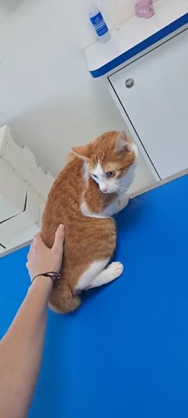 Clinique Vétérinaire HRM - photo 2