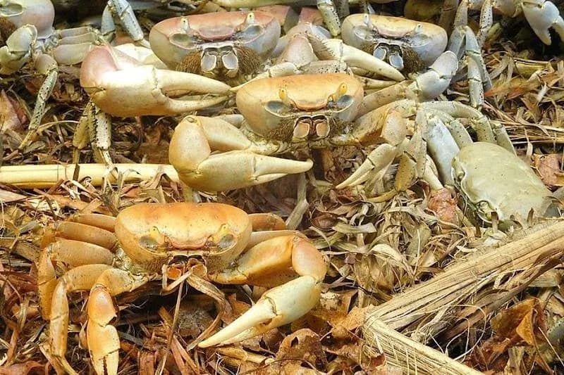 French Caraïbes Jarry - photo 2