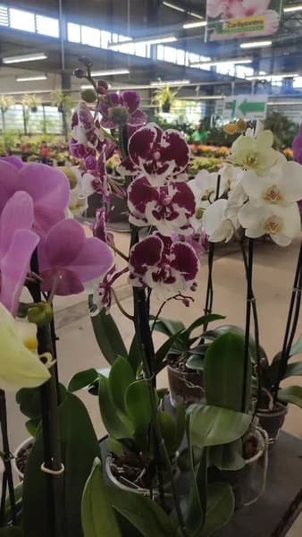 Jardin Caraïbe - photo 2