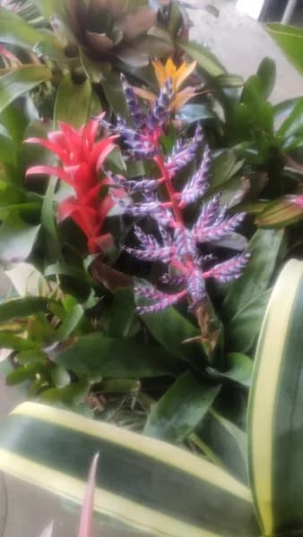 Jardin Caraïbe - photo 4