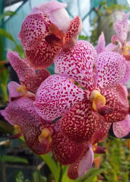 Kisama Orchidées - photo 2