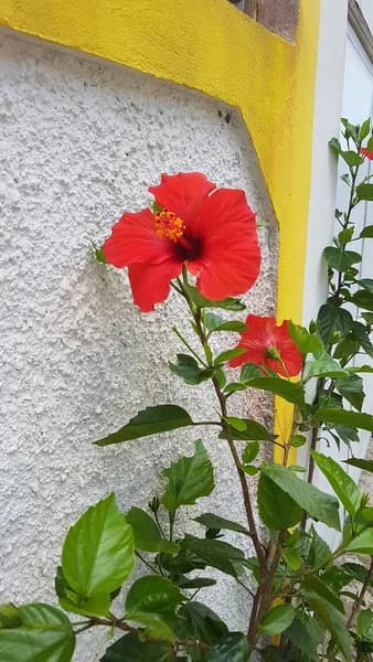 Mini Foot Jarry - photo 4