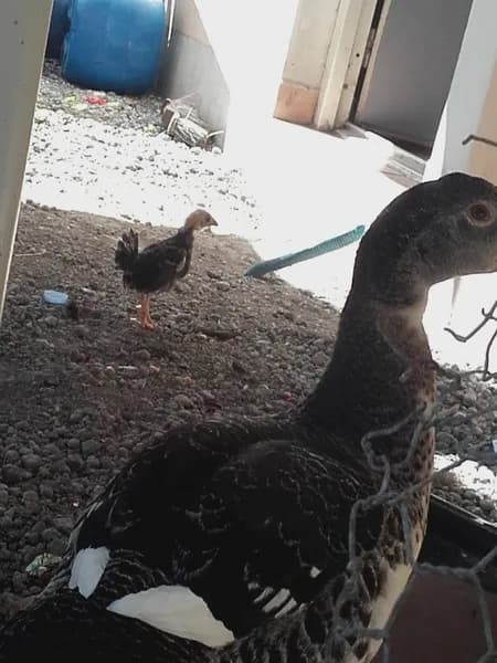 Peinture Zoplan Baie-Mahault - photo 3