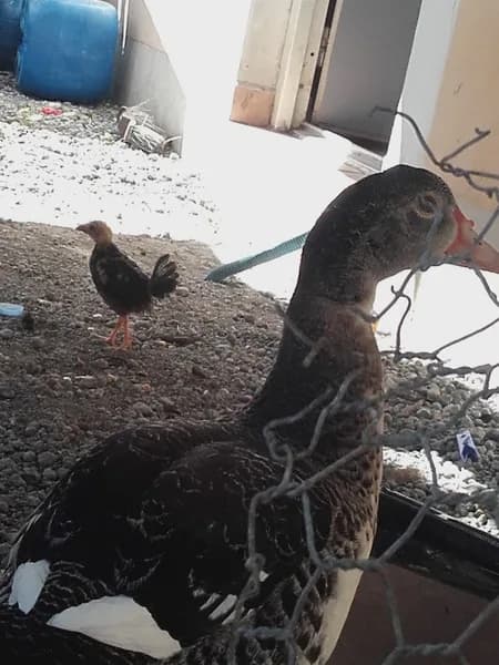 Peinture Zoplan Baie-Mahault - photo 4