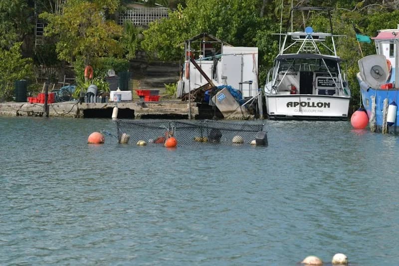 Petrelluzzi Transit Jarry