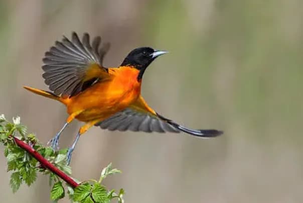 Psychanalyste  Grégory Canales Jarry