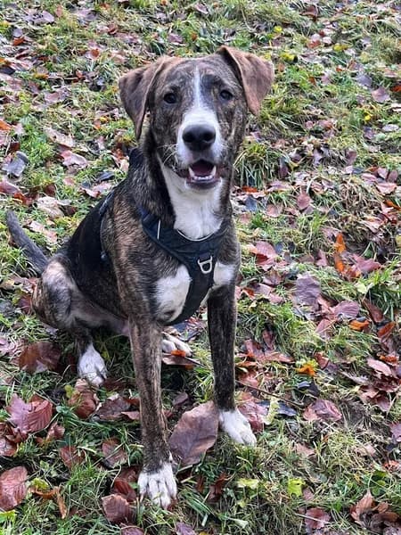 Vétérinaire Kirten Philippe