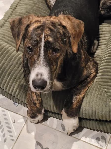 Vétérinaire Kirten Philippe - photo 2