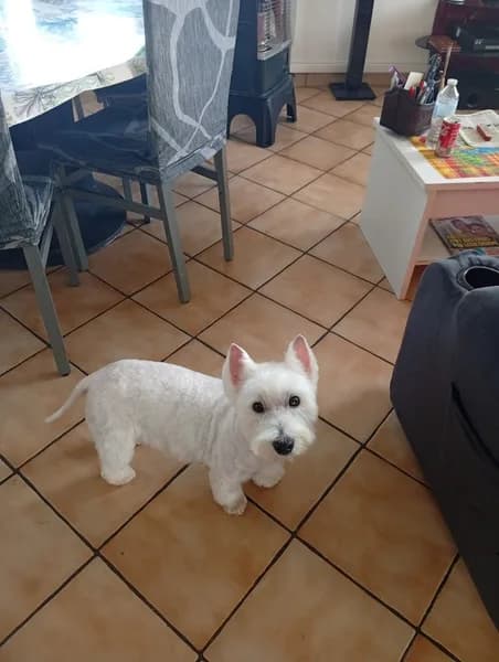 Clinique Vétérinaire du Carmel