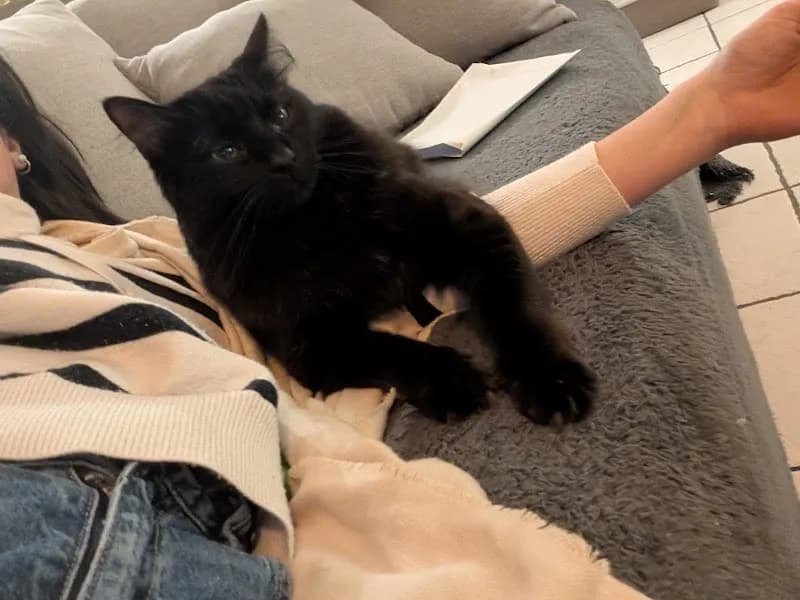 Clinique Vétérinaire du Carmel - photo 2