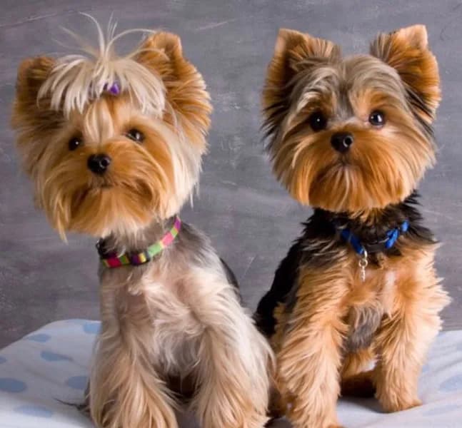 Elegance Canine - photo 2