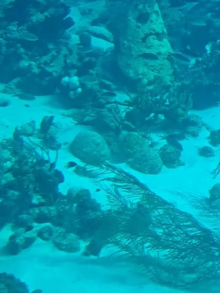 Bateau à fond de verre Les Nautilus Bouillante - photo 2