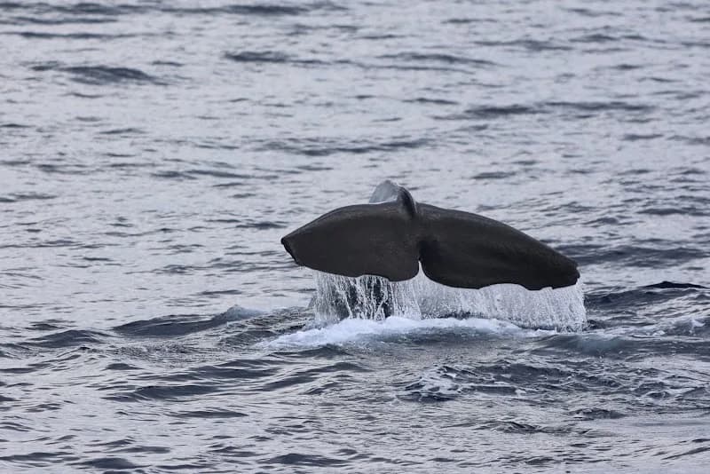 Musée Balen Ka Souflé Bouillante