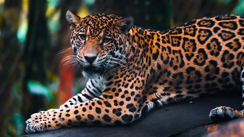 Parc des Mamelles Bouillante