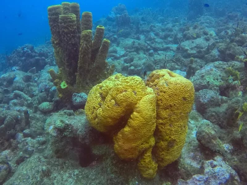 Plongée Bord de Mer Bouillante - photo 2