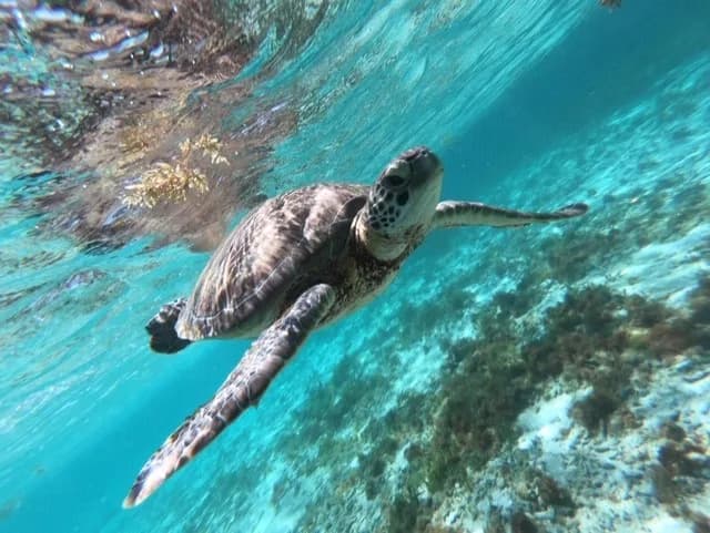 Plongée La Rand’Eau Bouillante - photo 2