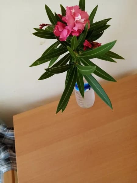 A.U.D.R.A Capesterre Belle Eau