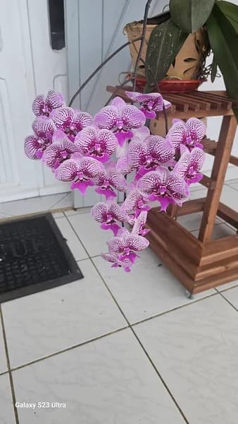 Espace Elevage - photo 2