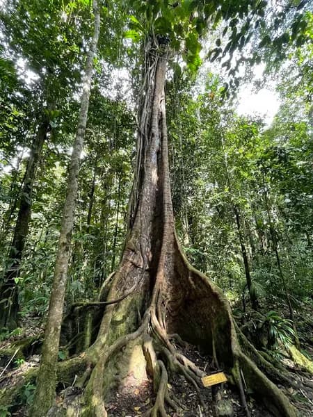 Forest Evolution Bois