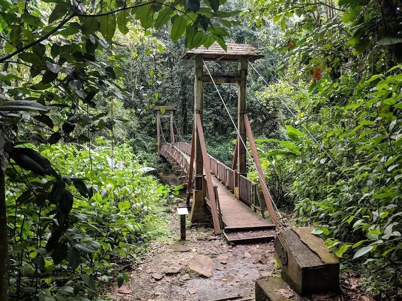 Forest Evolution Bois - photo 2