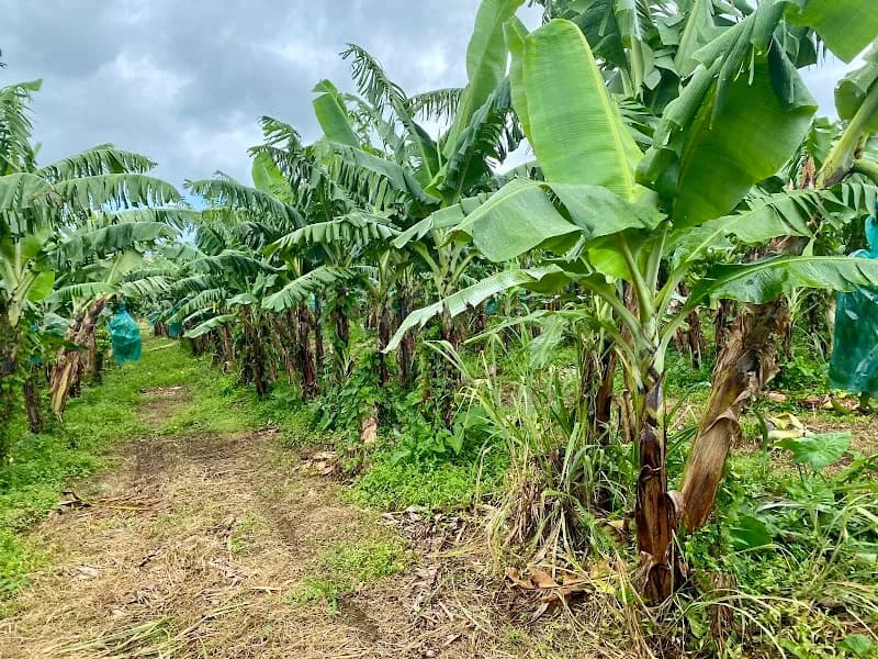 Plantation Grand Café Capesterre-Belle-Eau - photo 2