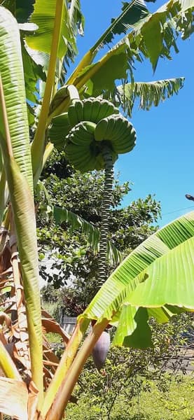 Star Ecole Capesterre Belle-Eau