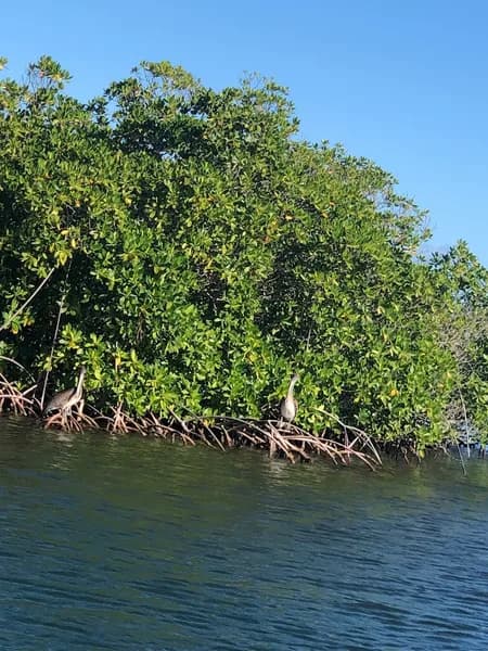 Excursion Bateau Coco Mambo Deshaies - photo 2