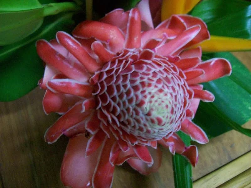 Beauté d’une Fleur - photo 2