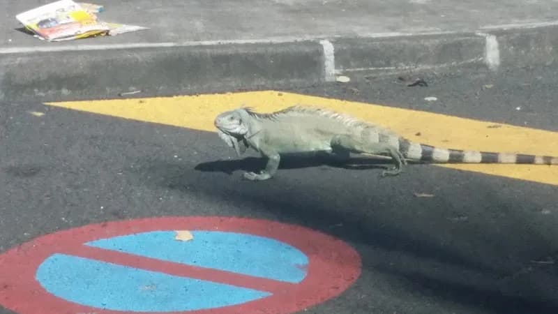 Belguedj Magdi - photo 3