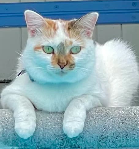 Cabinet Lebailly et Mahy - photo 3