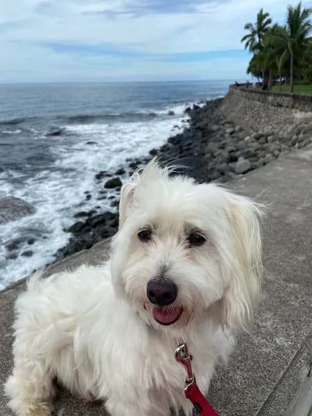 Clinique Vétérinaire de la Riviéra - photo 2