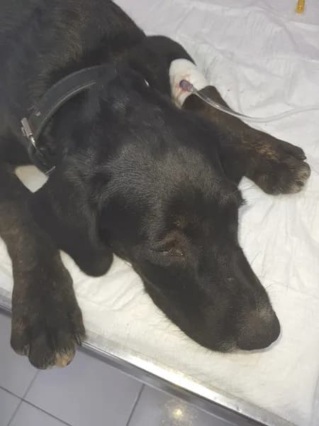 Clinique Vétérinaire Des Alizés Gosier