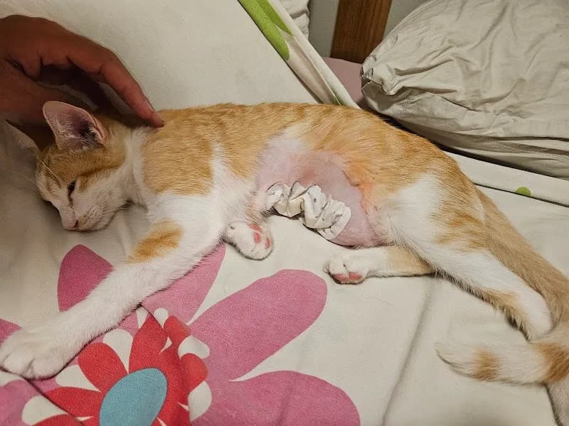 Clinique Vétérinaire Des Alizés Gosier - photo 2