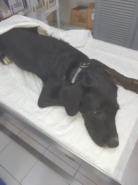 Clinique Vétérinaire Des Alizés Gosier - photo 3