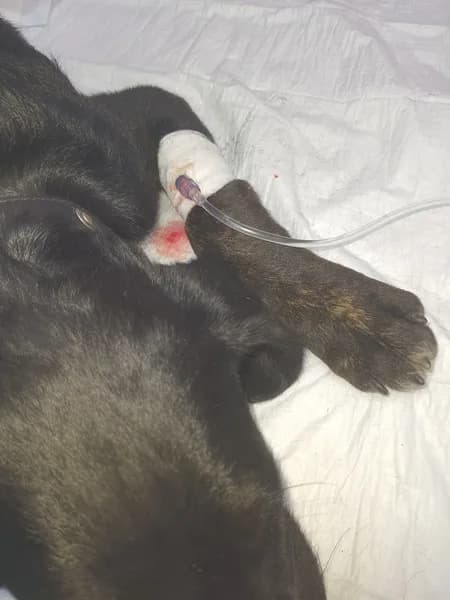 Clinique Vétérinaire Des Alizés Gosier - photo 4