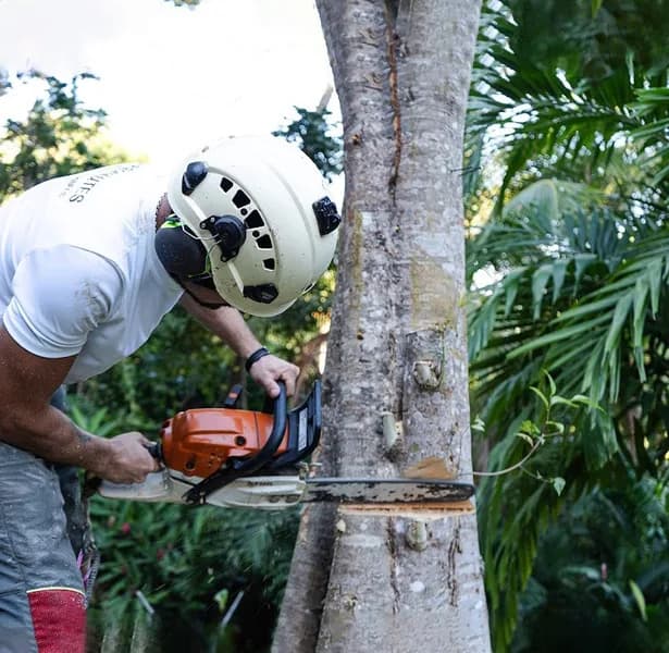 Elageur ArboTech - photo 3