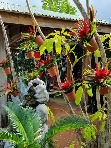 Fleurs des Tropiques - photo 4