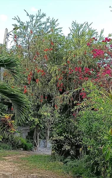 Madiguadine - photo 4