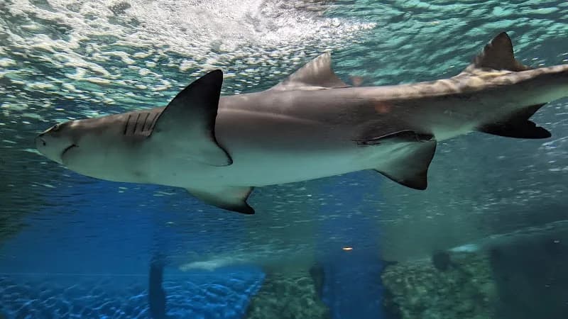 Vibram FiveFingers Guadeloupe - photo 2