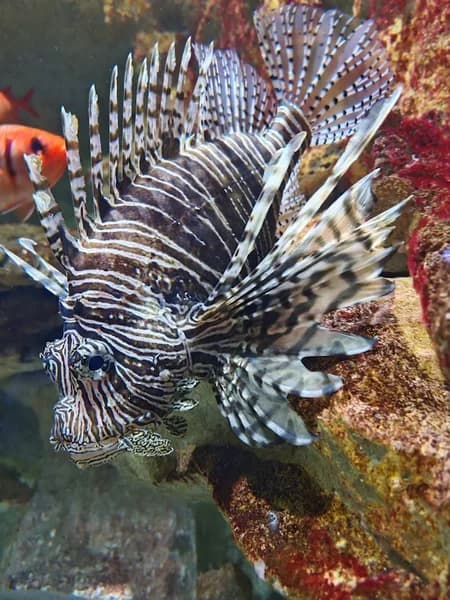 Vibram FiveFingers Guadeloupe - photo 3