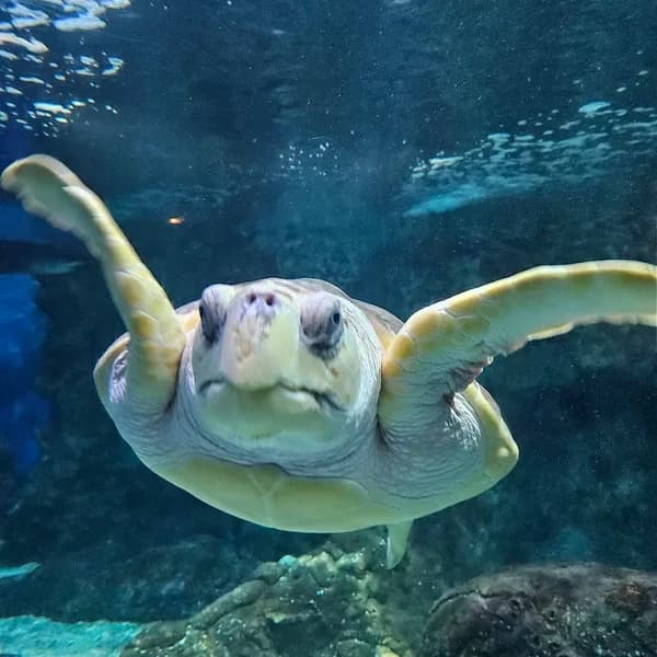 Vibram FiveFingers Guadeloupe - photo 4