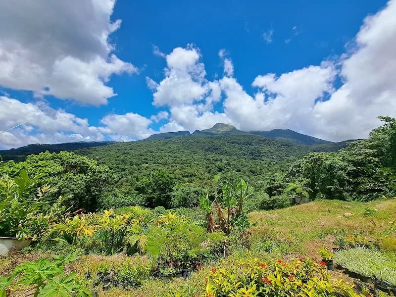 A Fleur d’Elle Gourbeyre - photo 2