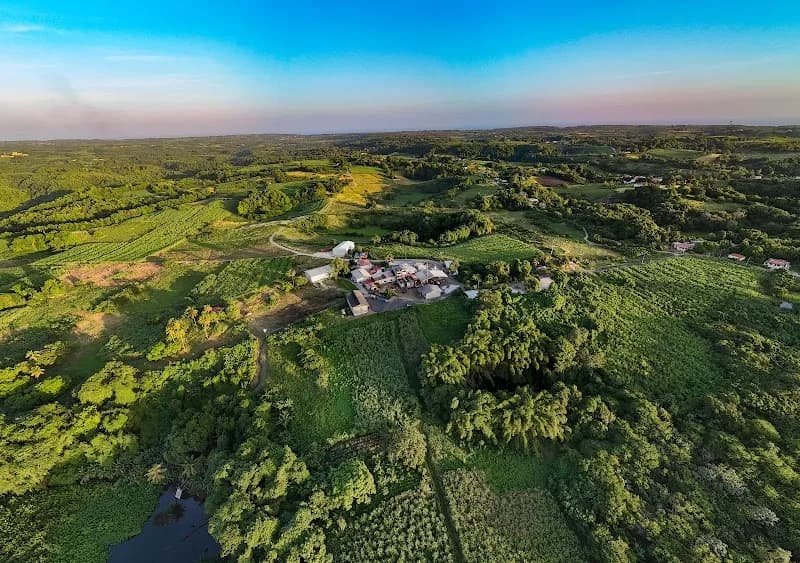 Distillerie Bielle Marie-Galante