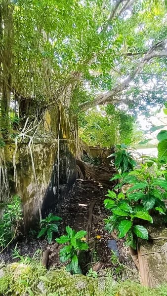 Cuturelle Guadeloupe - photo 2